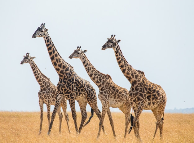 Gruppo di giraffe nella savana