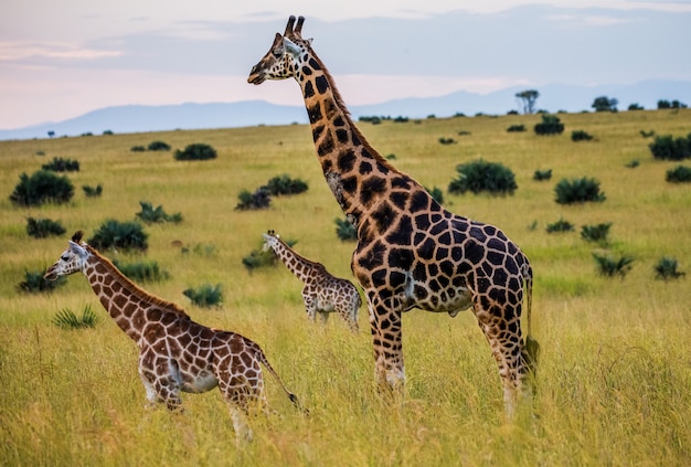 Gruppo di giraffe nella savana.