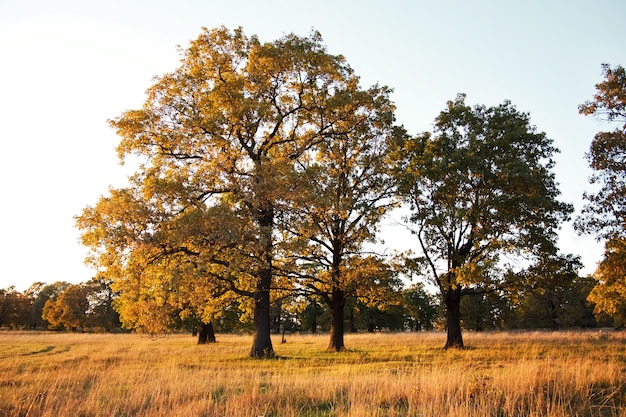 Gruppo di grandi vecchie querce in un campo in autunno