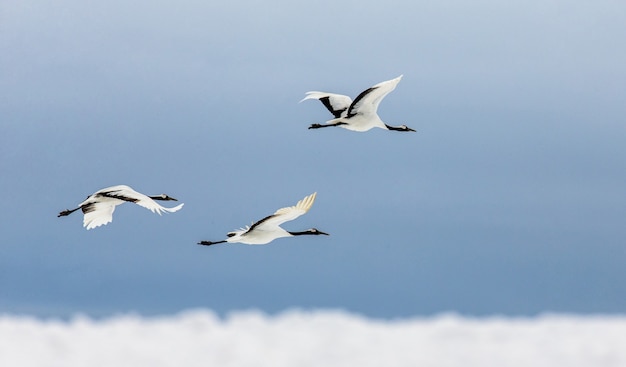 Gruppo di gru giapponesi in volo