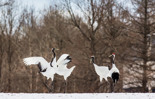 Gruppo di gru giapponesi sono in piedi sulla neve