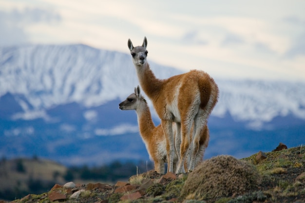 Gruppo di guanaco camelid nella natura