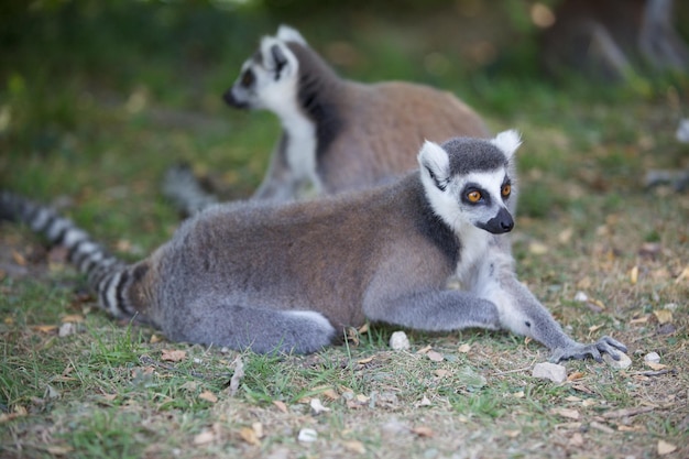 Gruppo di lemuri dalla coda ad anelli