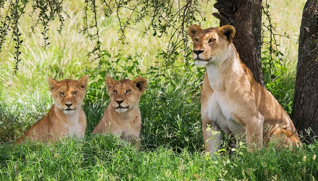 Gruppo di leonesse nella savana. Parco Nazionale. Kenya. Tanzania. Masai Mara. Serengeti.