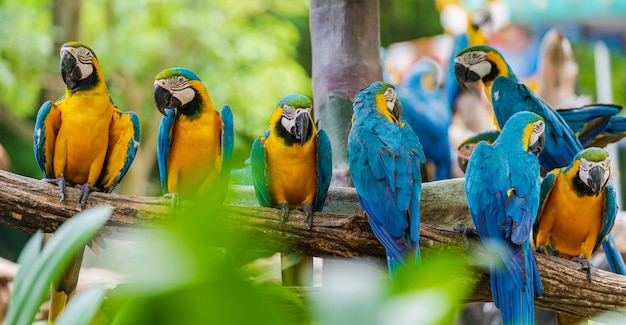 Gruppo di macaw colorato sui rami degli alberi