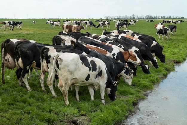 Gruppo di mangiare mucche nel prato