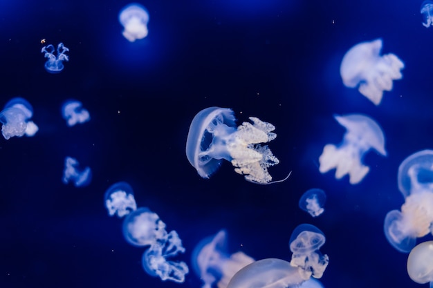 Gruppo di meduse azzurre che nuotano in acquario