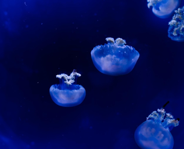 Gruppo di meduse azzurre che nuotano in acquario