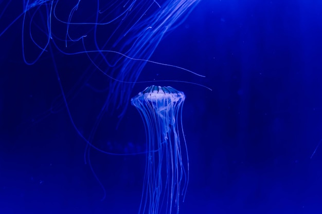 Gruppo di meduse azzurre che nuotano in acquario