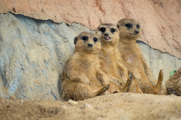 Gruppo di Meerkat (Suricata suricatta) sulla natura. Animali della fauna selvatica.