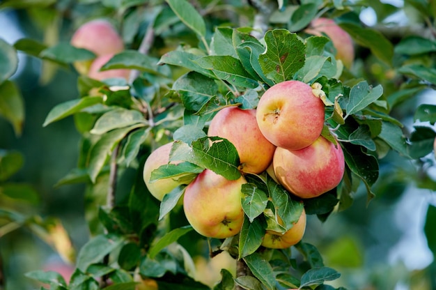 Gruppo di mele rosse mature su un albero con foglie verdi Frutta biologica sana che cresce su un ramo di un frutteto in una fattoria o giardino sostenibile Deliziosi prodotti freschi nutrienti nella stagione della raccolta