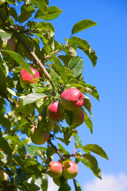 Gruppo di mele rosse su un frutteto su sfondo blu cielo Frutta biologica che cresce in una fattoria o giardino coltivato o sostenibile Deliziosi prodotti sani che fioriscono durante la stagione della raccolta