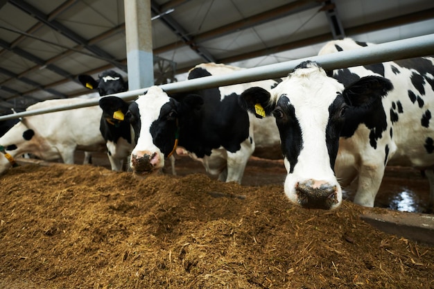 Gruppo di mucche da latte di razza in bianco e nero in stalla