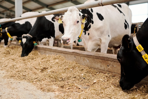 Gruppo di mucche da latte in collari in piedi nella stalla del bestiame e mangiano fieno in un caseificio