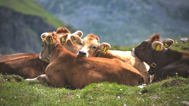 Gruppo di mucche di razza alpina in mandria