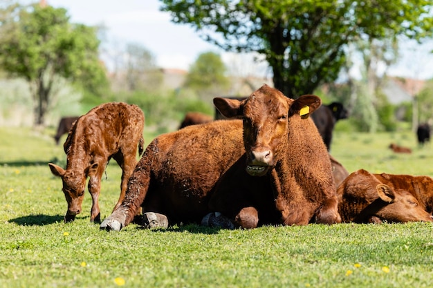 Gruppo di mucche e vitelli nell'azienda allevamento di bovini