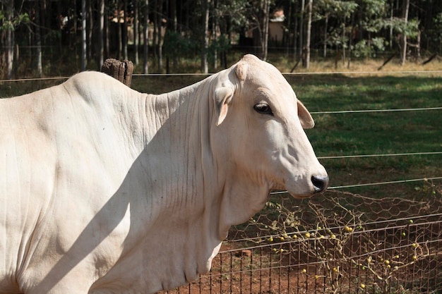 Gruppo di mucche in fattoria in una giornata di sole Bestiame nelore bianco