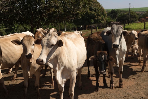 Gruppo di mucche in fattoria