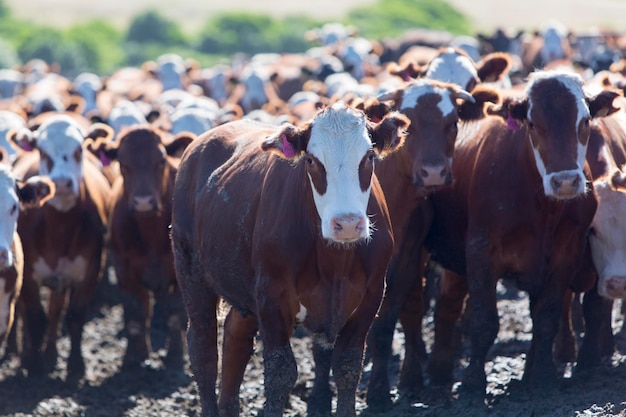 Gruppo di mucche in terreni agricoli intensivi di bestiame Uruguay