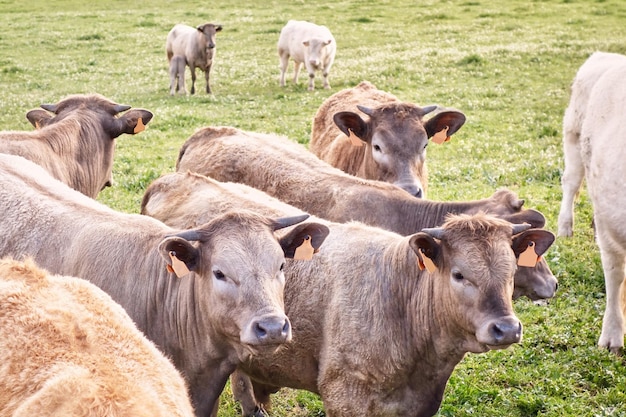 Gruppo di mucche in un prato di un vasto ranch di bestiame al pascolo