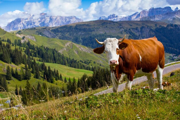 Gruppo di mucche italiane su un pascolo. montagne Dolomiti, Italia