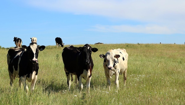 Gruppo di mucche nere e bianche nel campo di pascolo