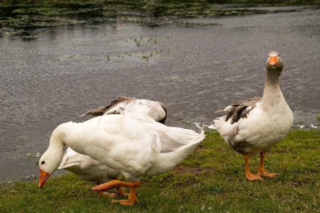 Gruppo di oche fuori dal lago