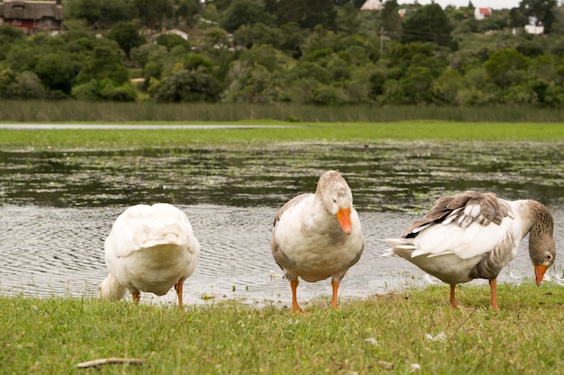 Gruppo di oche in un parco