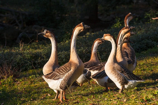 Gruppo di oche