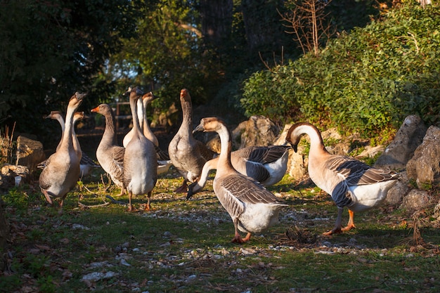 Gruppo di oche