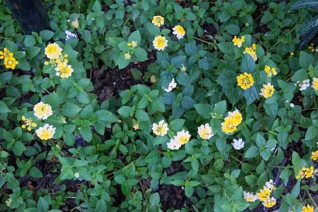 Gruppo di oleandro giallo o Nerium in giardino, messa a fuoco selettiva.