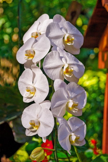 Gruppo di orchidee bianche