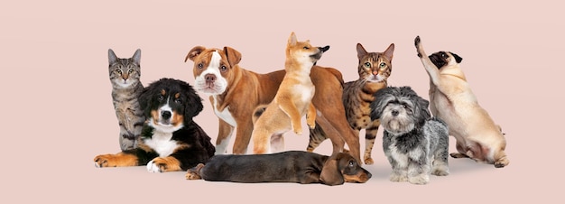 Gruppo di otto cani e gatti