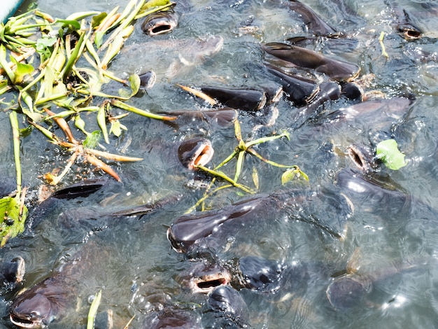 Gruppo di pangasio nel fiume