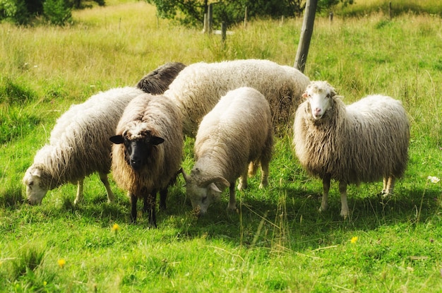 Gruppo di pecore al pascolo sullo sfondo naturale di agricoltura del prato verde