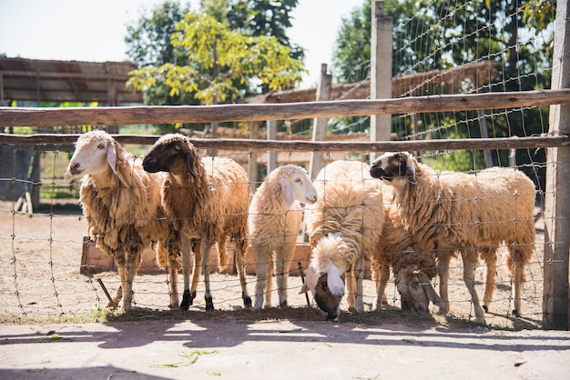 Gruppo di pecore in fattoria