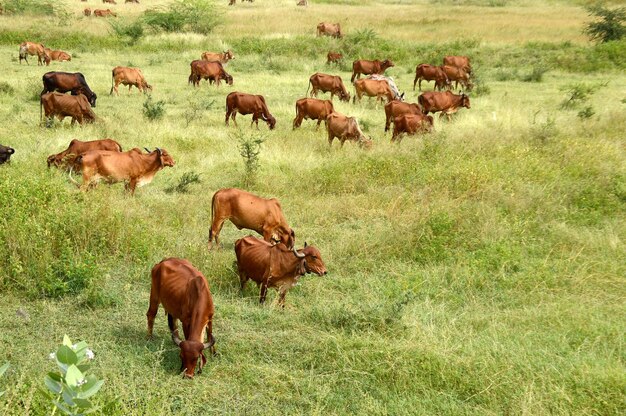 Gruppo di pecore sul campo