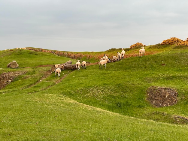 Gruppo di pecore sulla collina verde