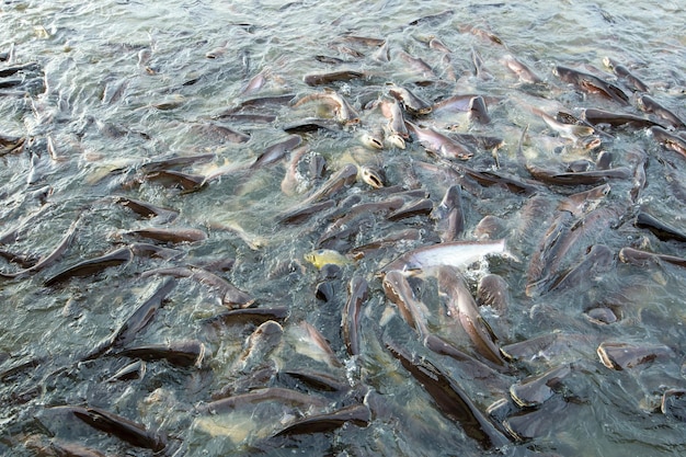 Gruppo di pesce gatto Siriped Pangasius sutchi focus selettivo