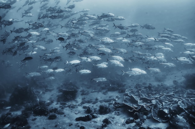 gruppo di pesci bianchi neri / design del poster della natura sottomarina