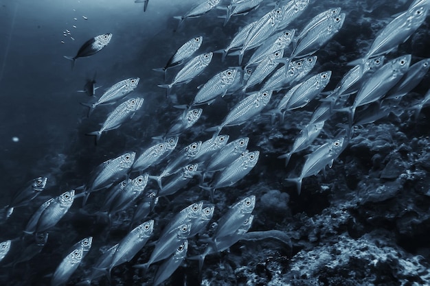gruppo di pesci bianchi neri / design del poster della natura sottomarina