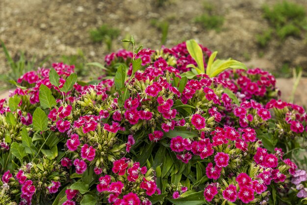 Gruppo di piccoli fiori viola