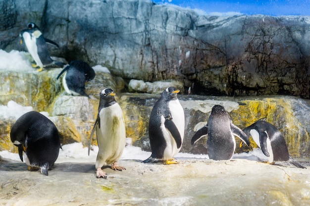 Gruppo di pinguini in piedi sulla roccia