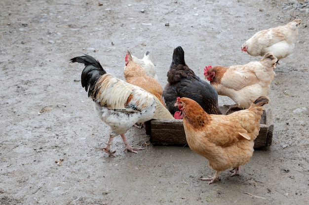 gruppo di polli ruspanti mangiare fuori in una fattoria