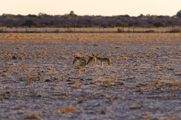 Gruppo di sciacalli col dorso nero sulla pentola del deserto al tramonto.