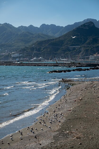 Gruppo di stormo di gabbiani riposa in riva al mare Il calmo e accogliente mare estivo