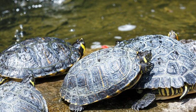 Gruppo di tartarughe che riposano vicino all'acqua