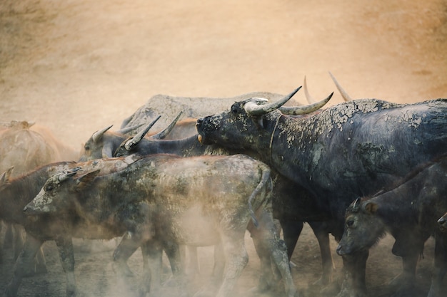 Gruppo di Thai buffalo in esecuzione