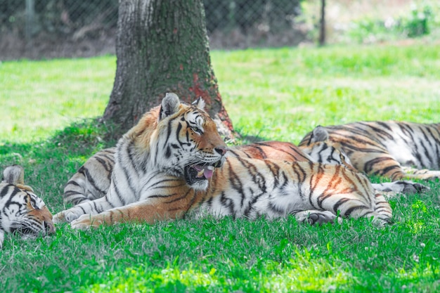 Gruppo di tigre sdraiato nell'erba