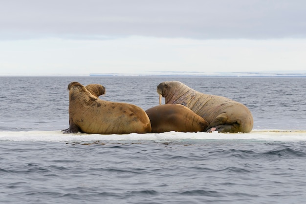 Gruppo di trichechi che riposano su un lastrone di ghiaccio nel mare artico.